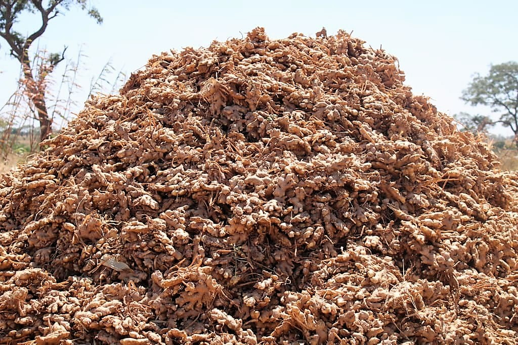 나이지리아 Whole Common Ginger - Nigeria-Whole-Common-Ginger-255217.jpeg