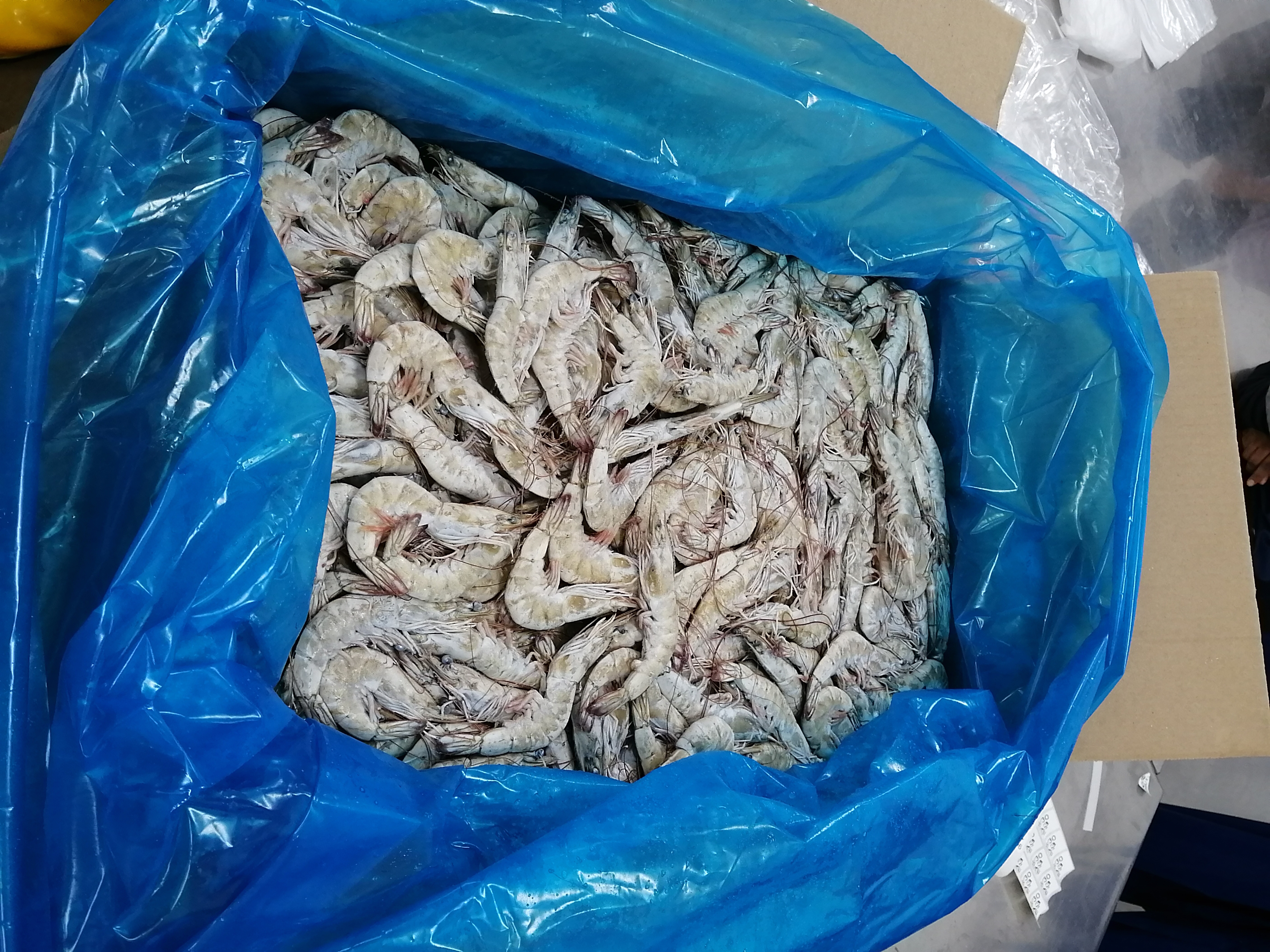 Ecuador Fresh Vannamei Shrimp - Shirmp_Ecuador_8.jpeg