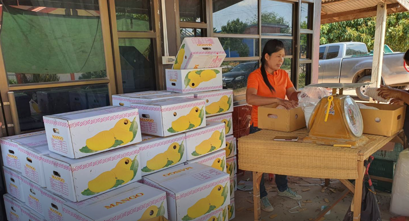 Thailand Fresh Mango - image_13.png