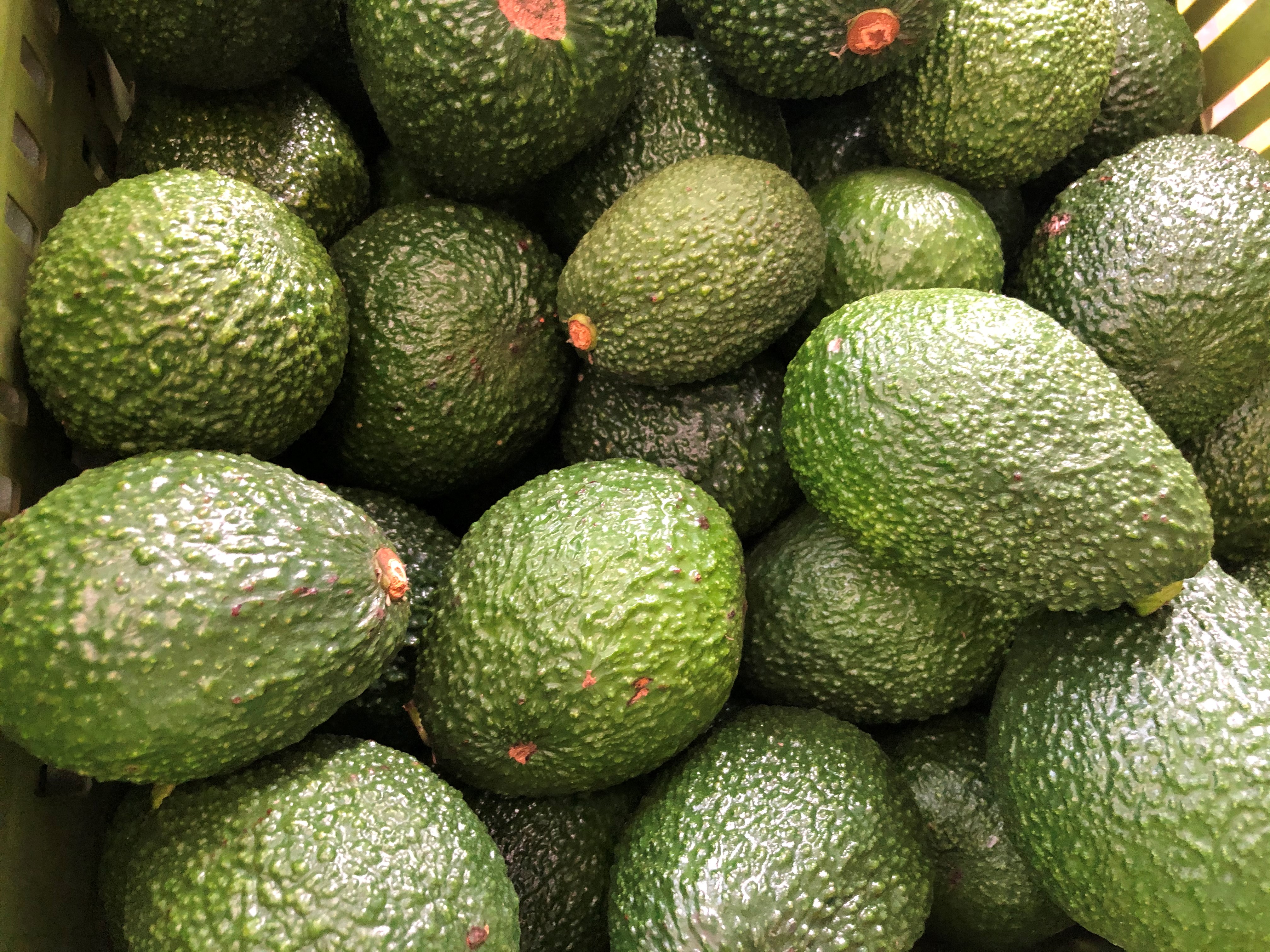 Colombia Fresh Avocado - Avocado_Colombia_1.jpg