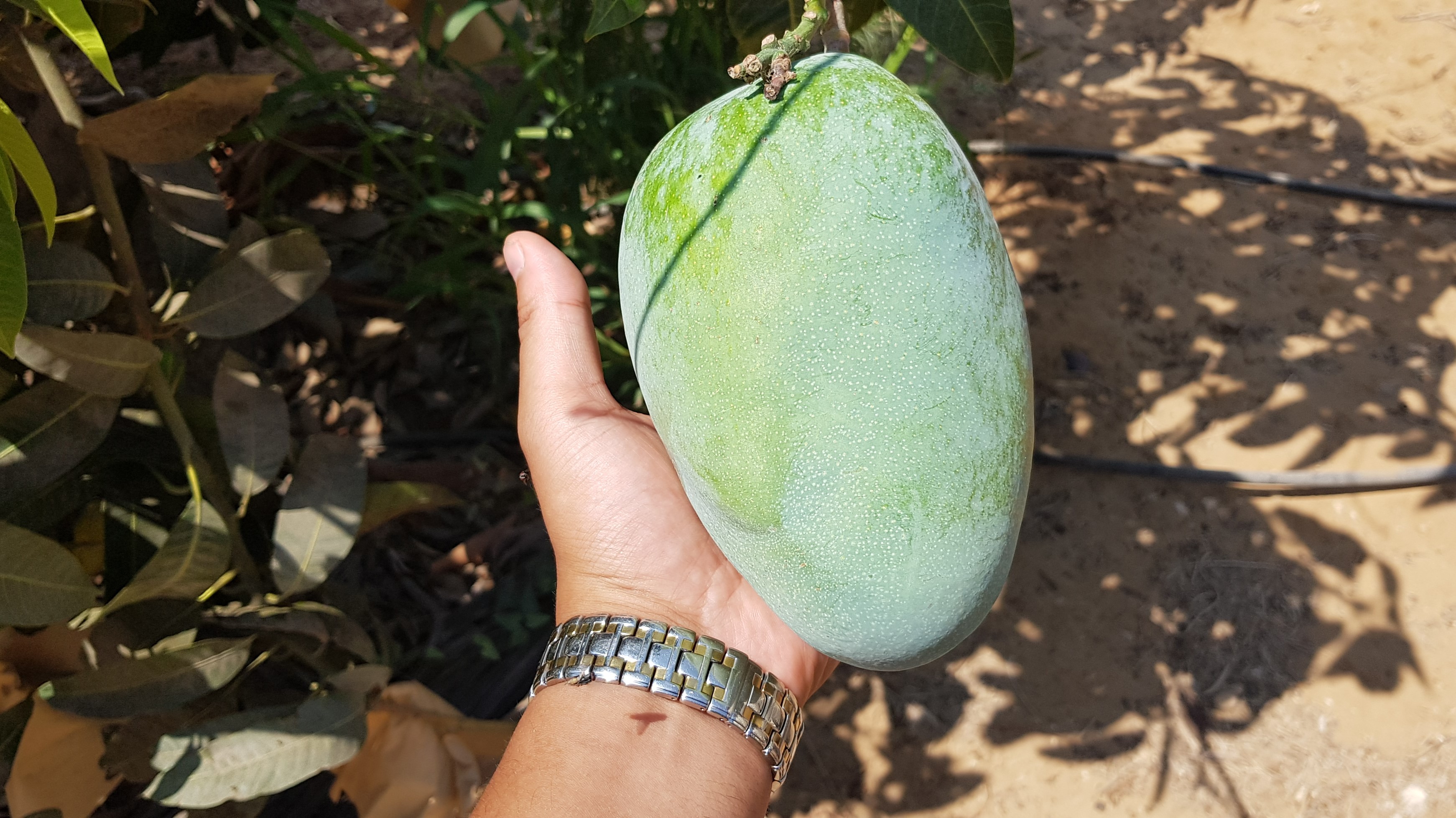 이집트 Fresh Mango - Egypt_-_Fresh_Mango10.jpg