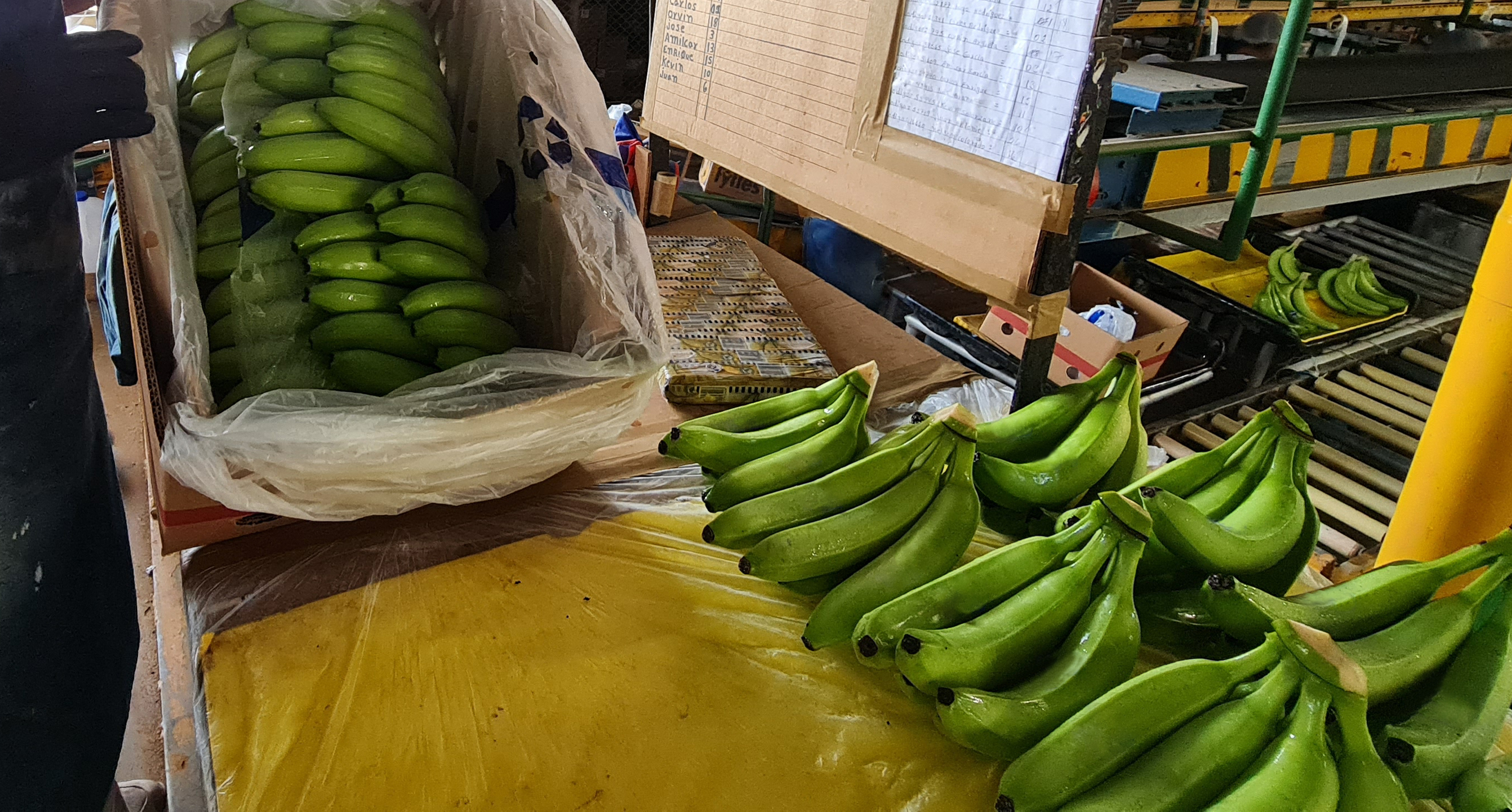 과테말라 Fresh Banana - 20210708_122107.jpg