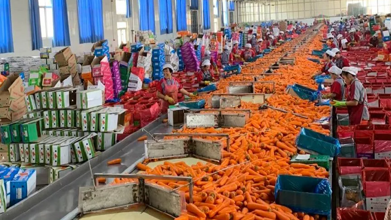 중국 Fresh Carrot - Carrot2.png