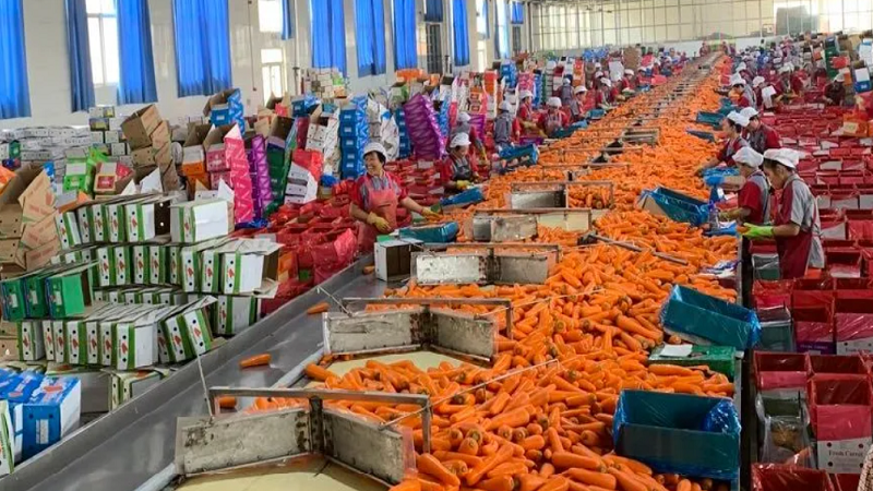 China Fresh Carrot - Carrot2.png