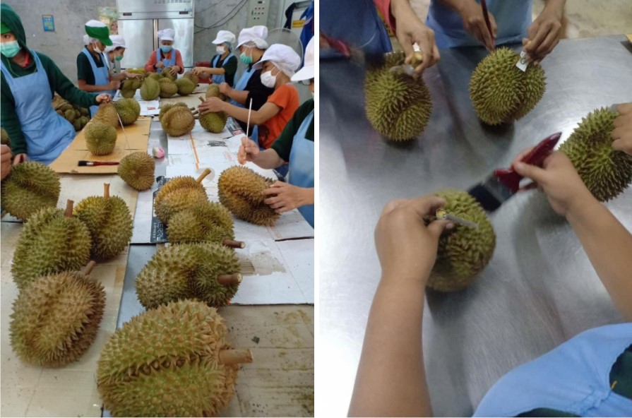태국 Fresh Common Durian - image.jpg