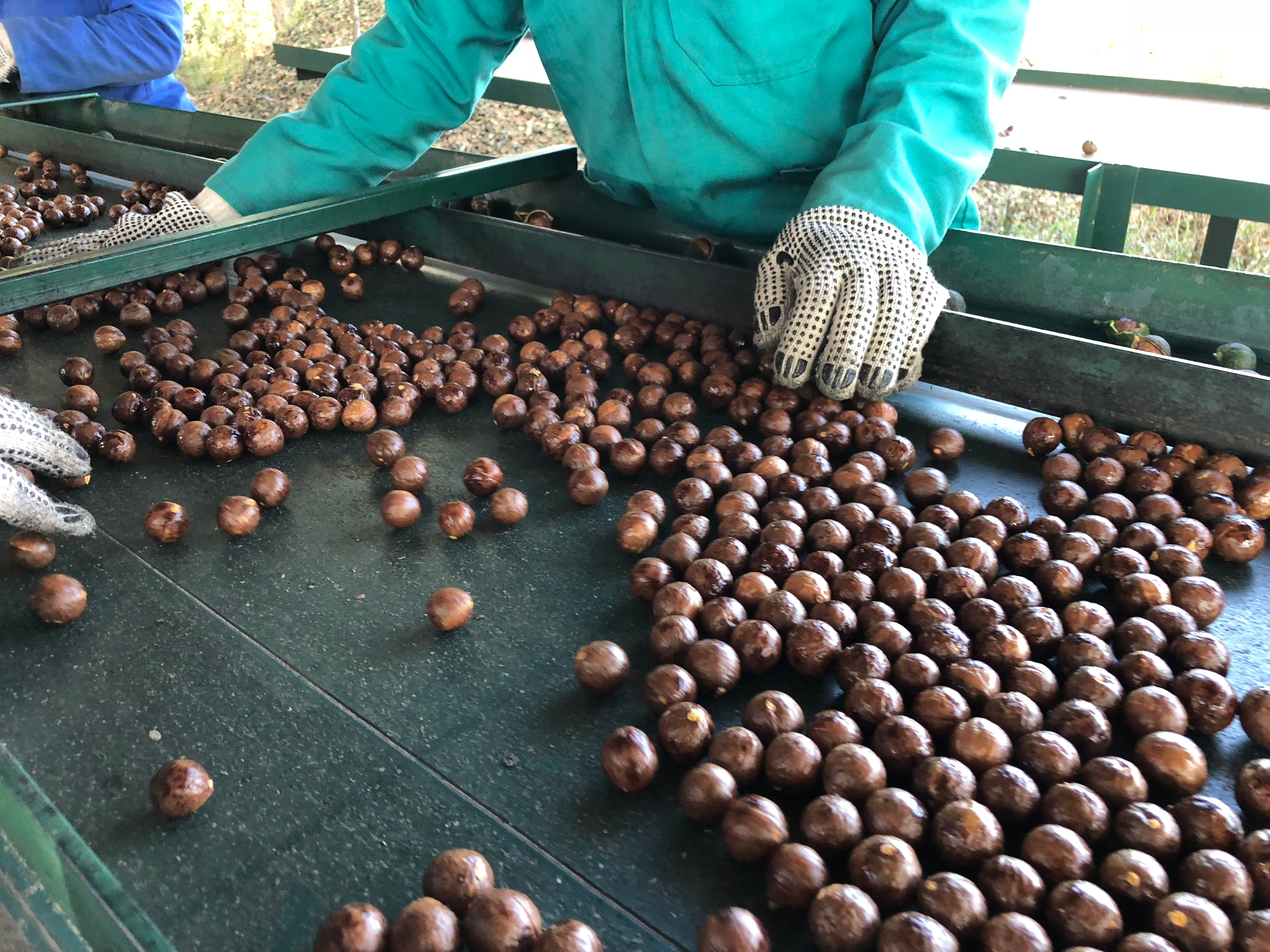 Australia Macadamia Kernel - Australia-Macadamia-448082.jpg