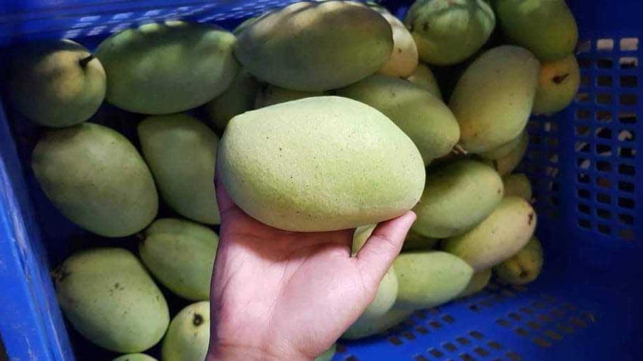 필리핀 Fresh Mango - received_725530781694592.jpeg