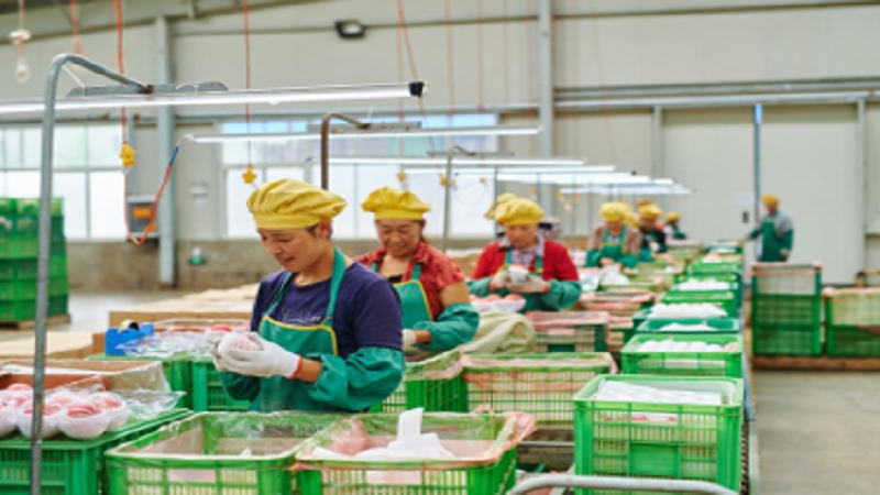 중국 Fresh Apple - CN_Apple_processing6.png