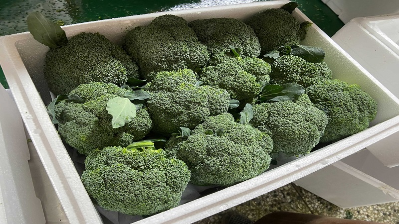 중국 Fresh Headed Broccoli - CN_Broccoli_packaging2.jpg