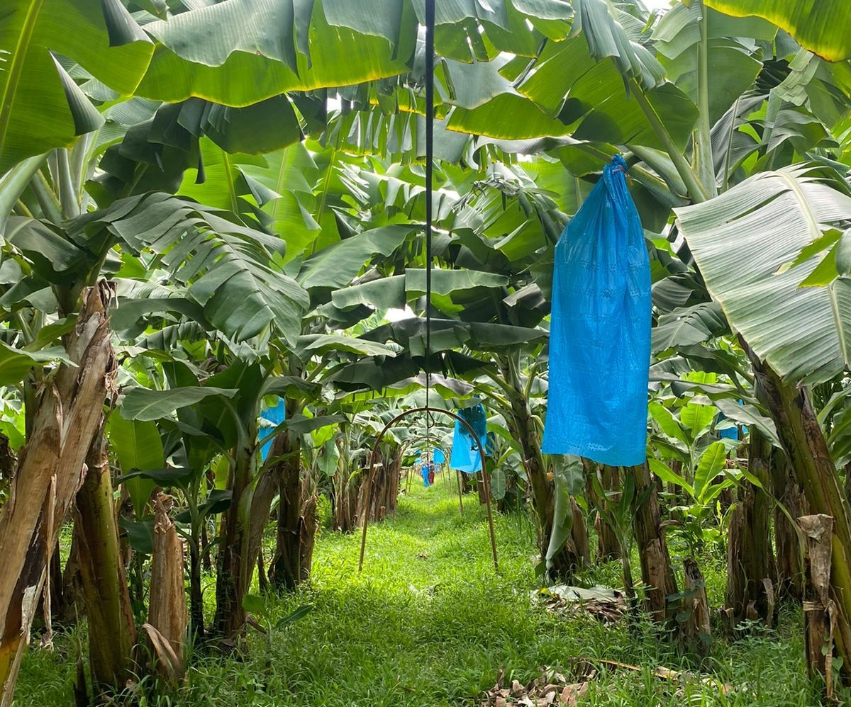 멕시코 Fresh Banana - 1.jpeg