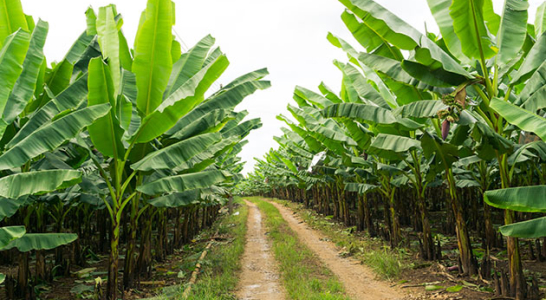 필리핀 Fresh Banana - 2c3fc8ecd.jpg