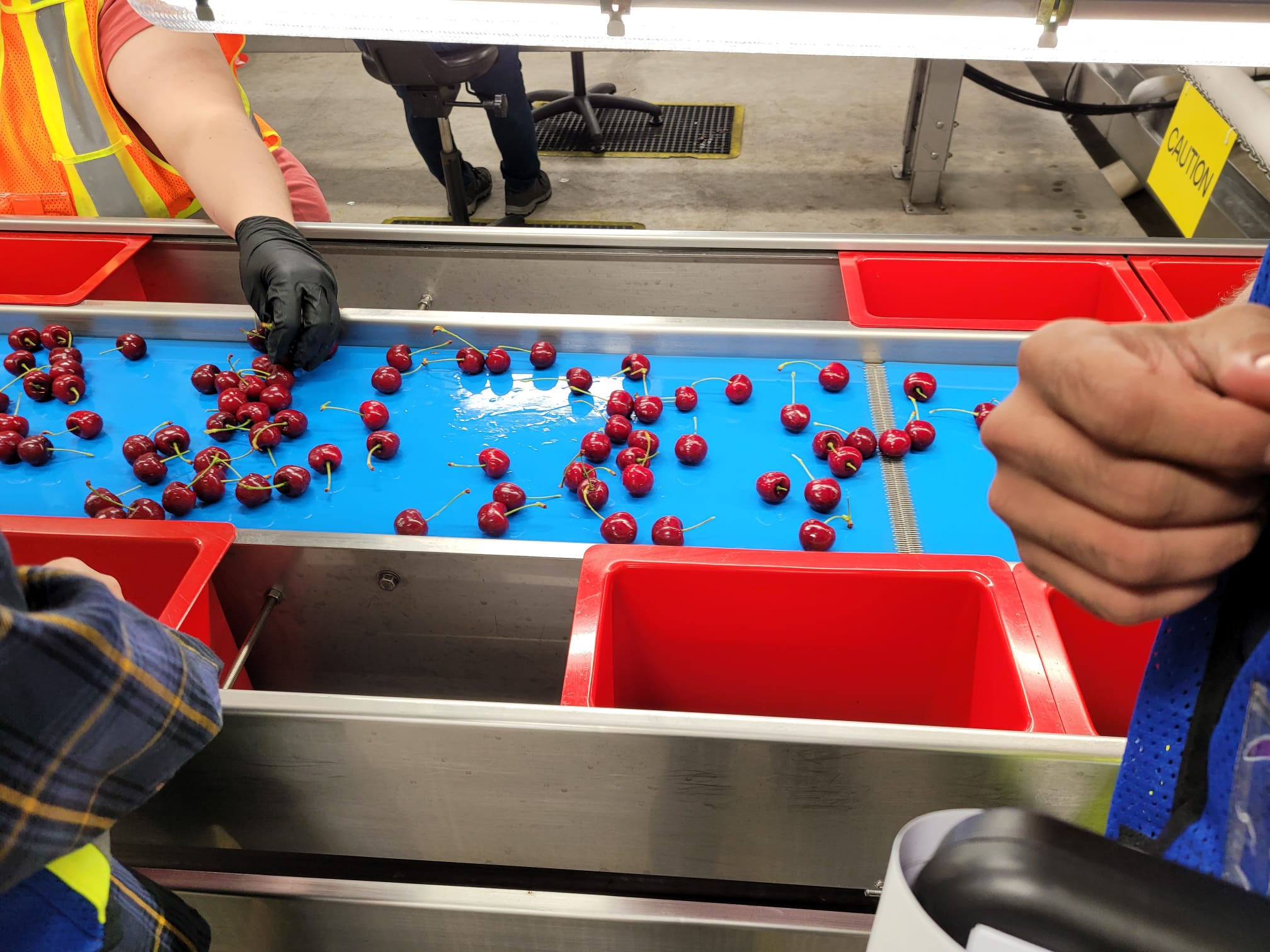 캐나다 Fresh Sweet Cherry - WhatsApp_Image_2021-07-22_at_1.53.01_PM_3.jpeg