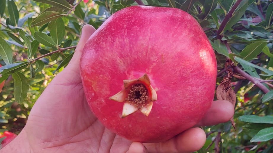 Turkiye Fresh Pomegranate - Pomegranate_garden_31.jpeg