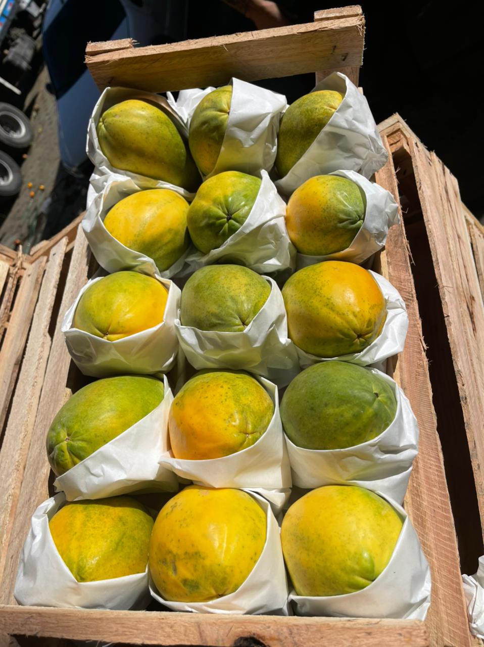 브라질 Fresh Papaya - WhatsApp_Image_2021-07-06_at_21.02.24.jpeg