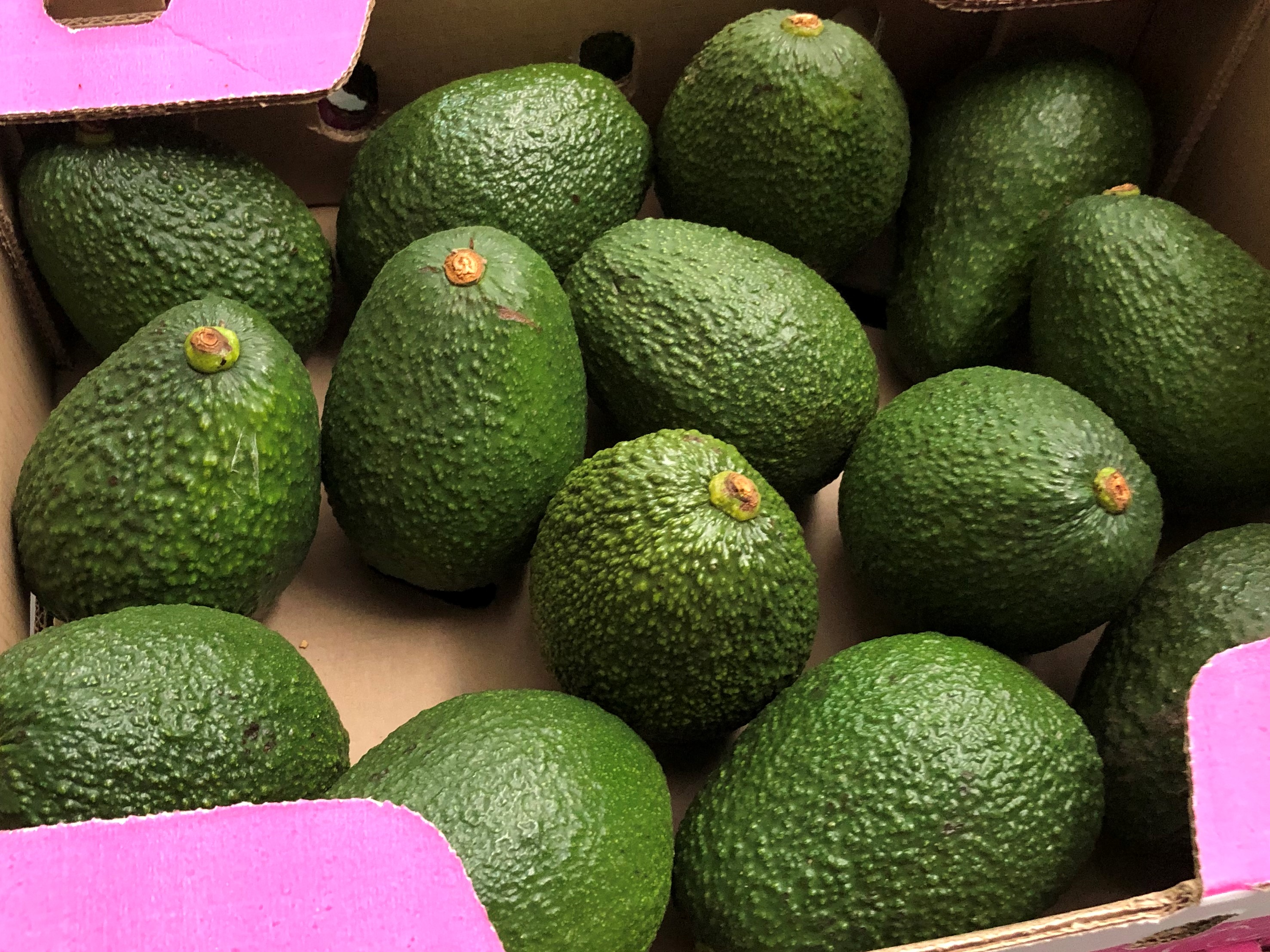 Colombia Fresh Avocado - Avocado_Colombia_2.jpg