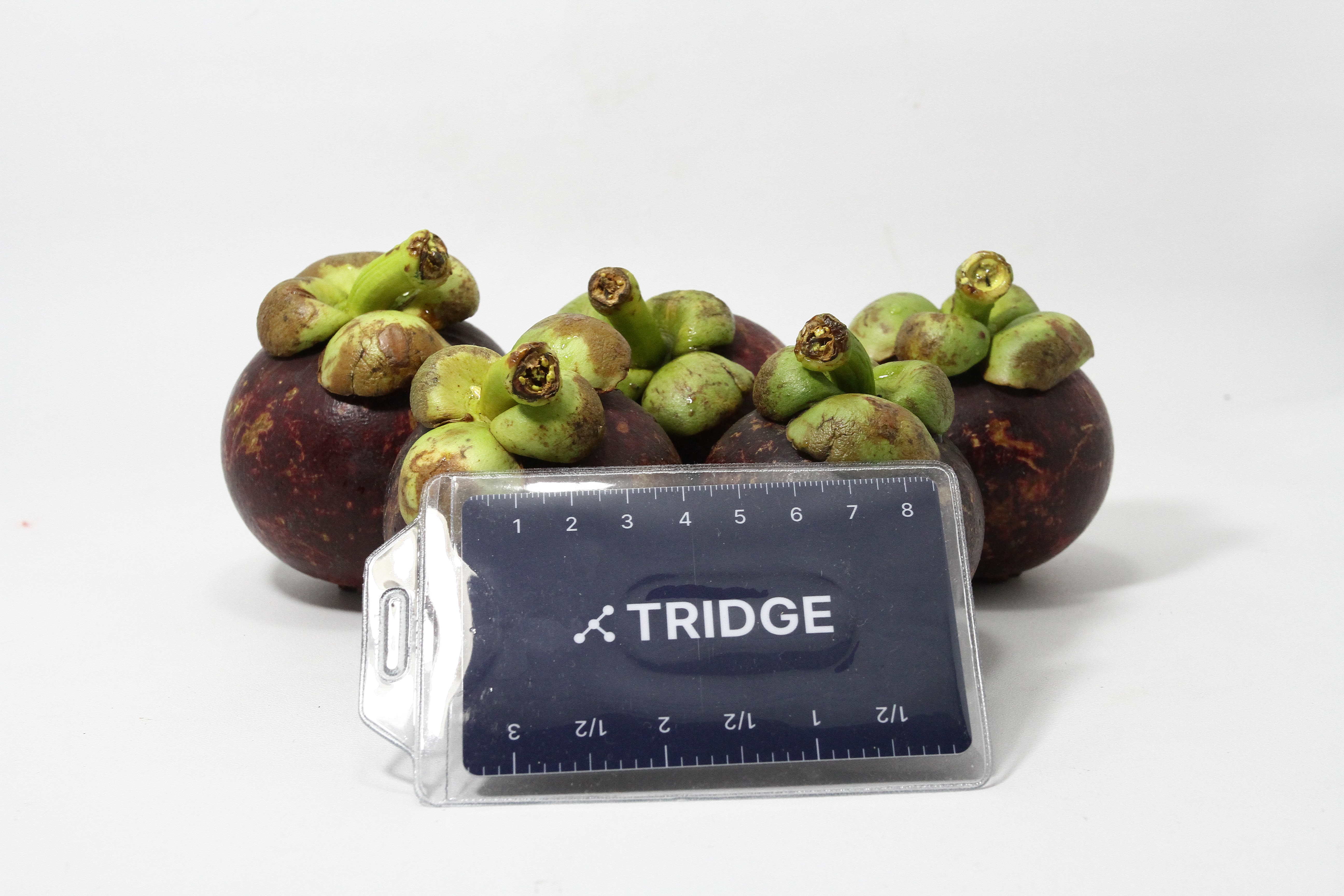 인도네시아 Fresh Mangosteen - HR_SP1_P_06_Sumatra.JPG