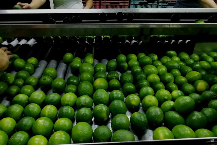 멕시코 Fresh Tahiti Lime - 2.jpeg