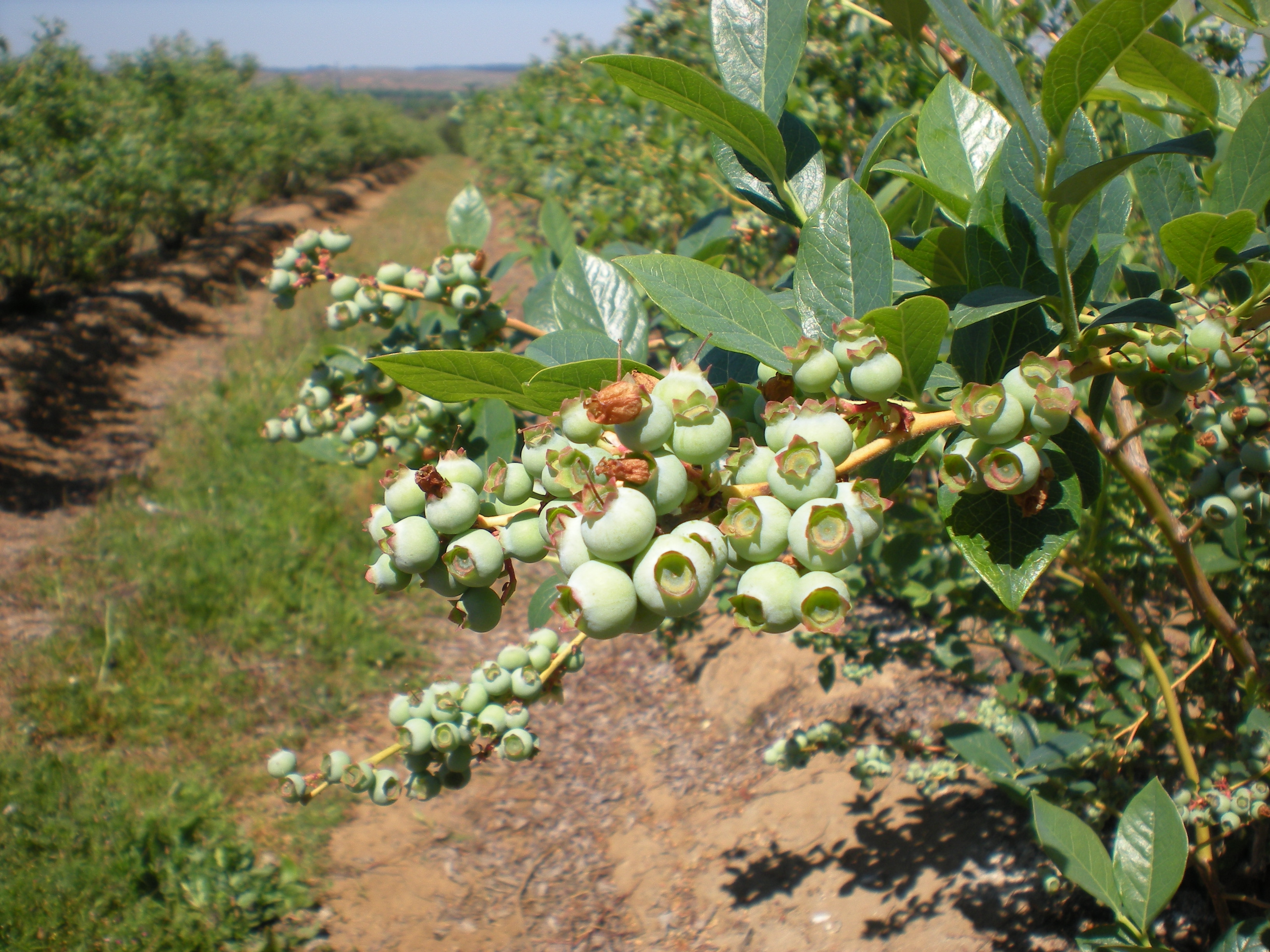 Chile Fresh Blueberry - DSCN7671.JPG