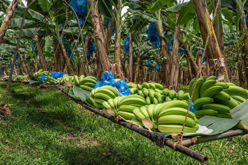 Costa Rica Fresh Banana - Plantation_22021-08-03_at_5.10.13_PM.jpeg