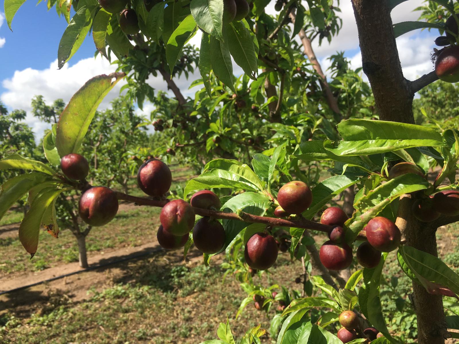 호주 Fresh Nectarine - WhatsApp_Image_2021-10-18_at_2.33.30_PM.jpeg