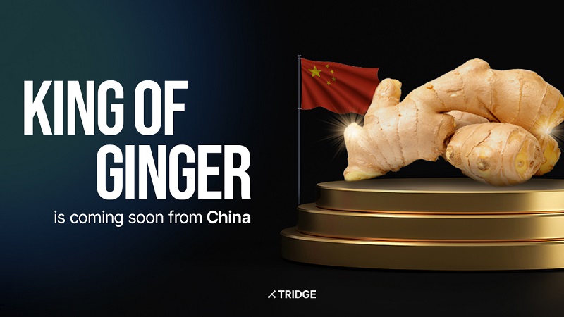 중국 Whole Common Ginger - CNGinger_proof.jpg