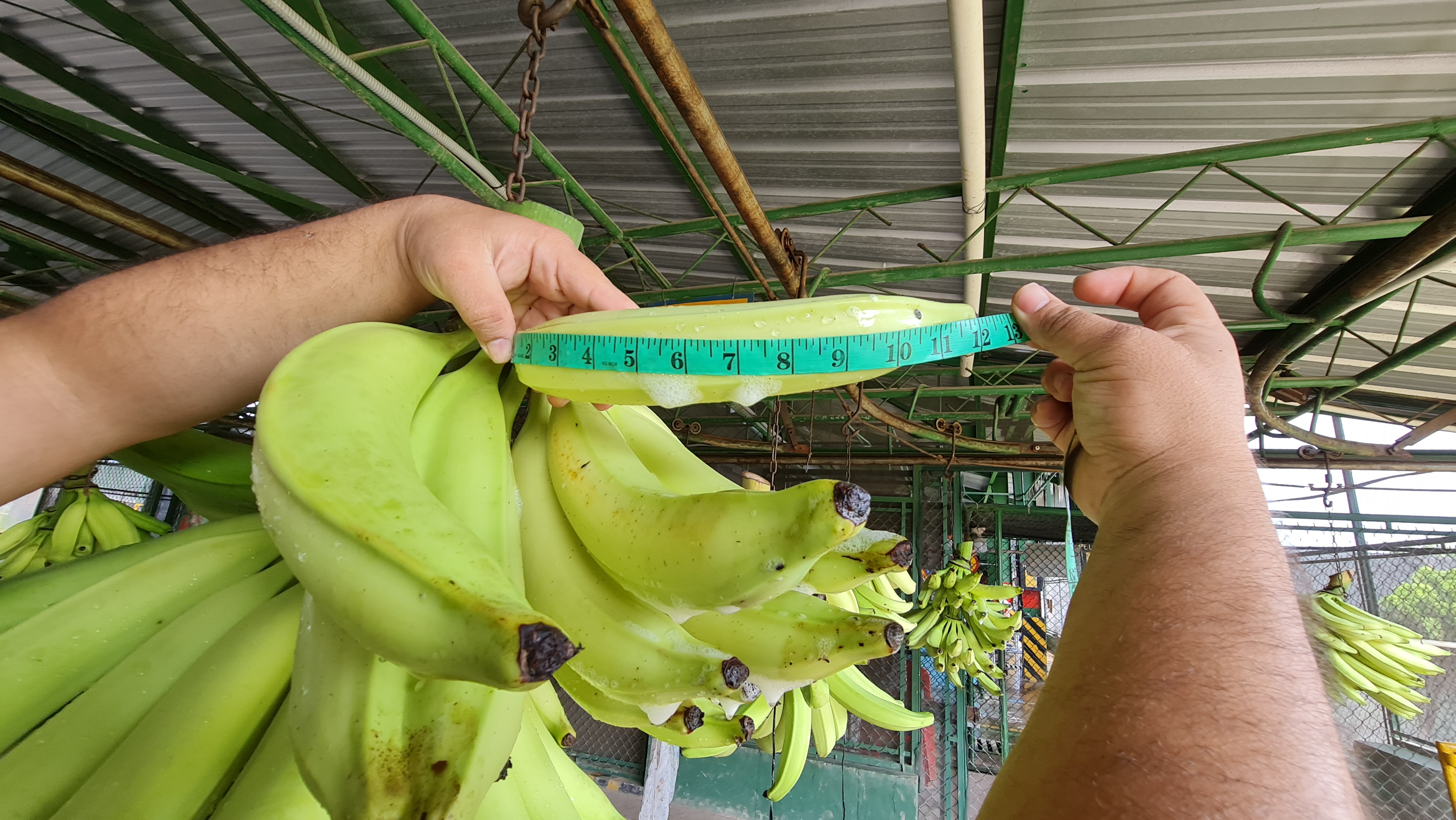 Guatemala Fresh Plantain - Guatemala-Plantain-600974.jpg