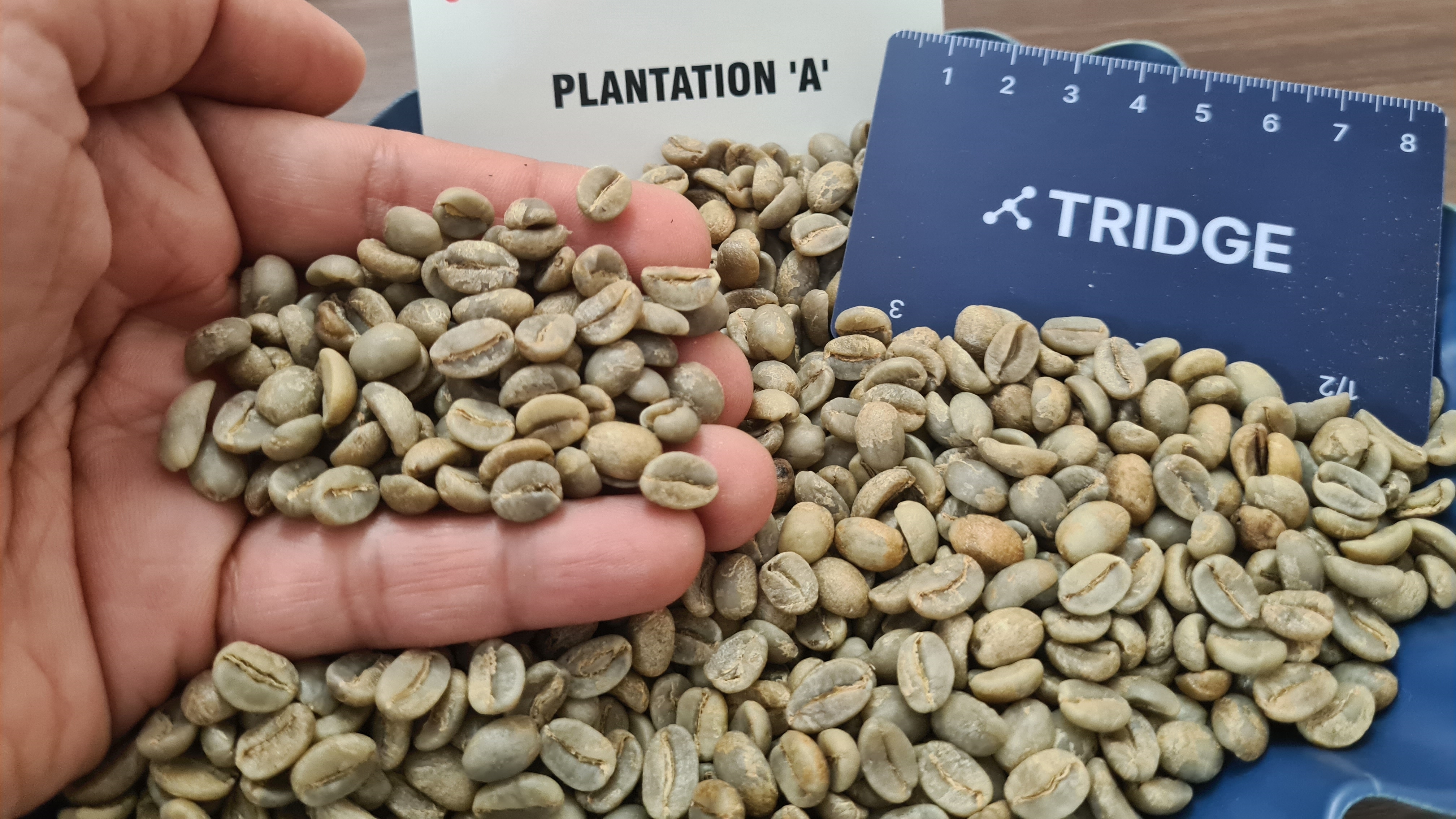 인도 Raw Common Coffee Bean - Arabica_Plantation_A.jpg