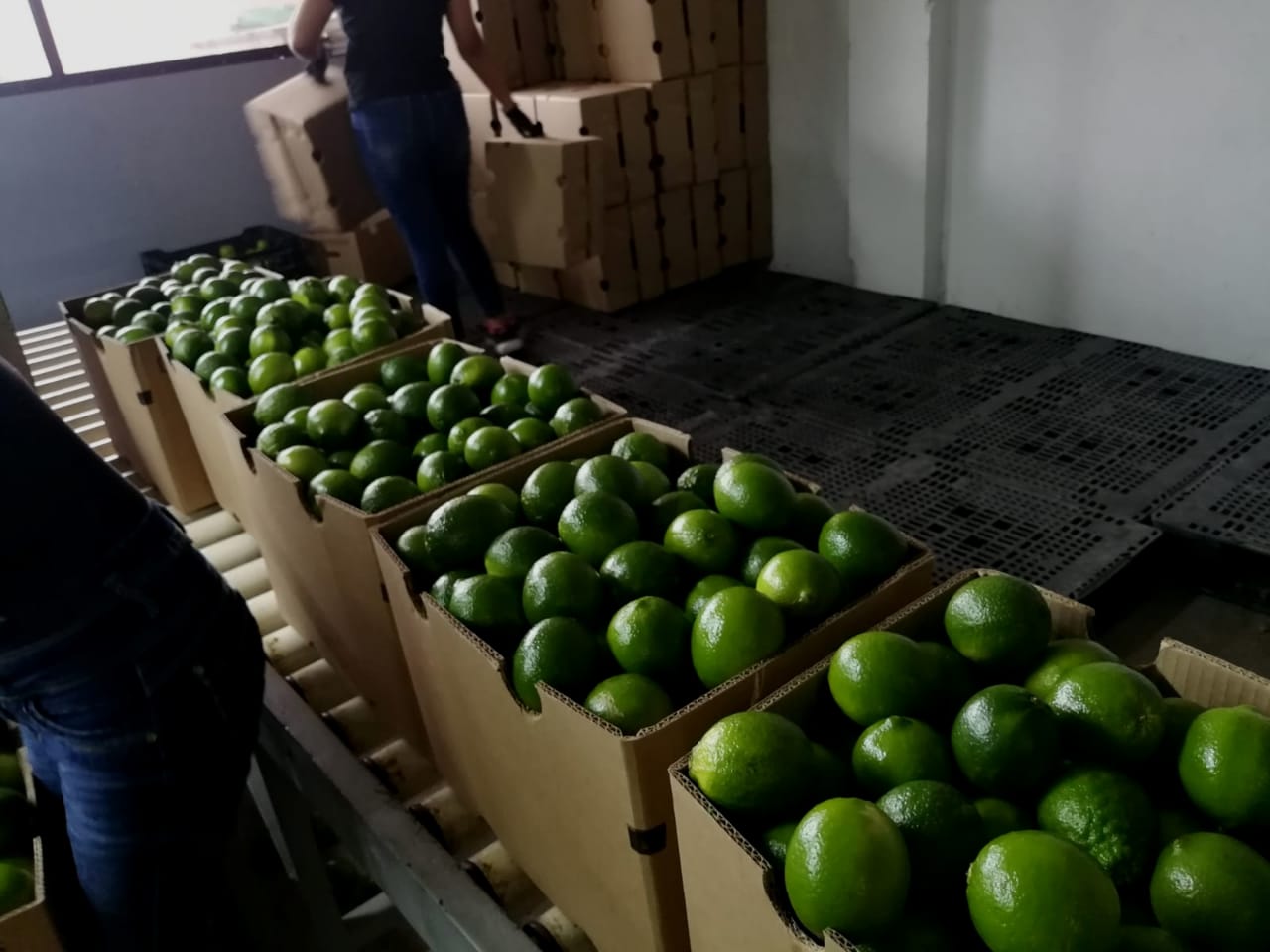 멕시코 Fresh Tahiti Lime - packaging_lime.jpeg