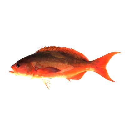 wholesale fish suppliers