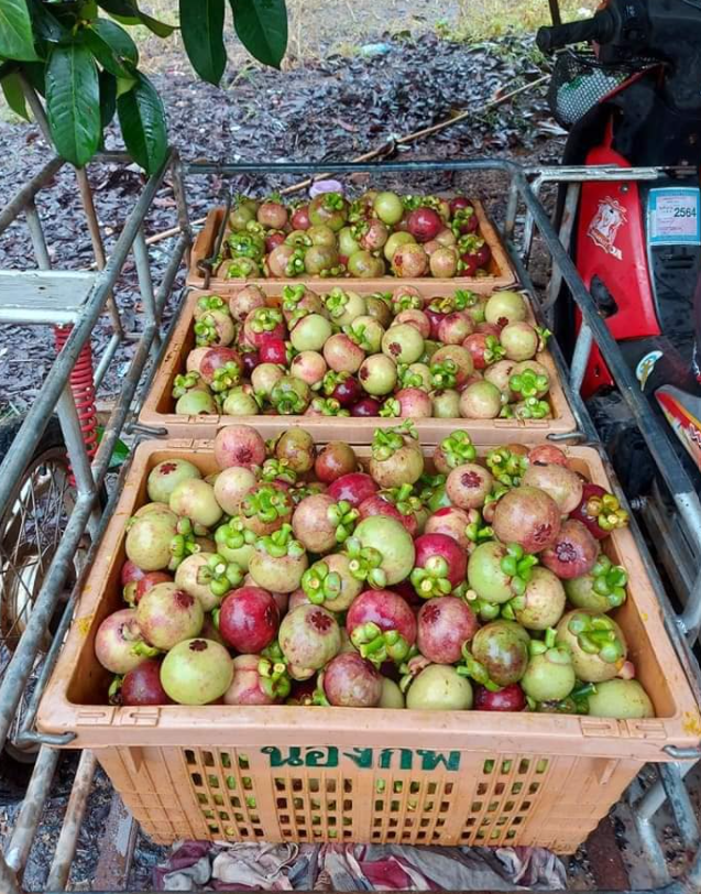 Thailand Mangosteen Early Season Crops Price Tridge