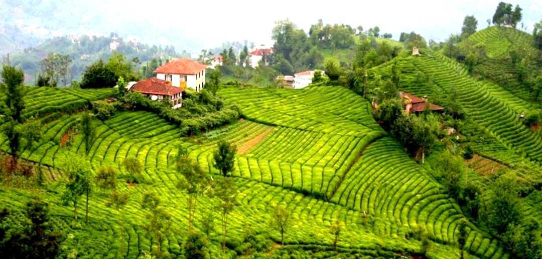 Rehabilitation of Hazelnut Orchards Project started in Turkey to