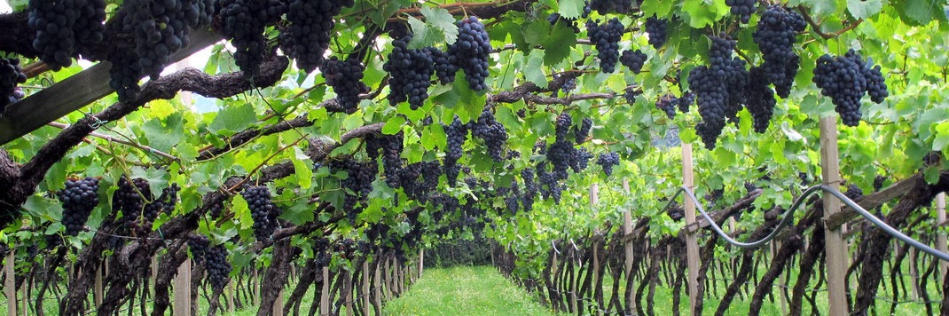 Pfannenstielhof - supplier and manufacturer from Italy