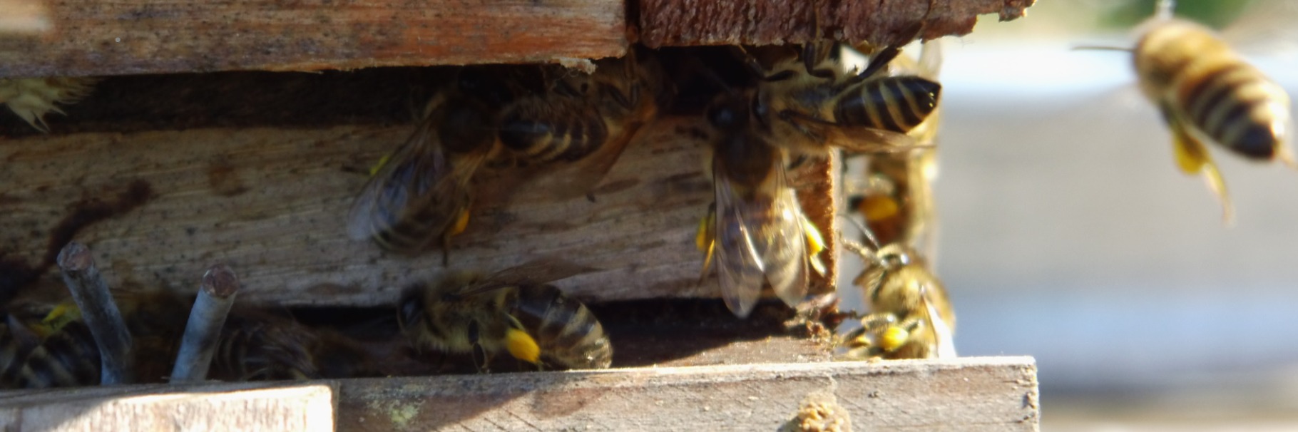 Germany Honey market overview 2023