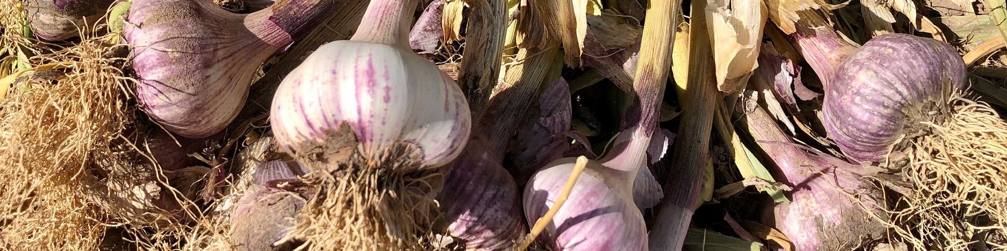 Successful season for Argentina’s garlic as production and exports