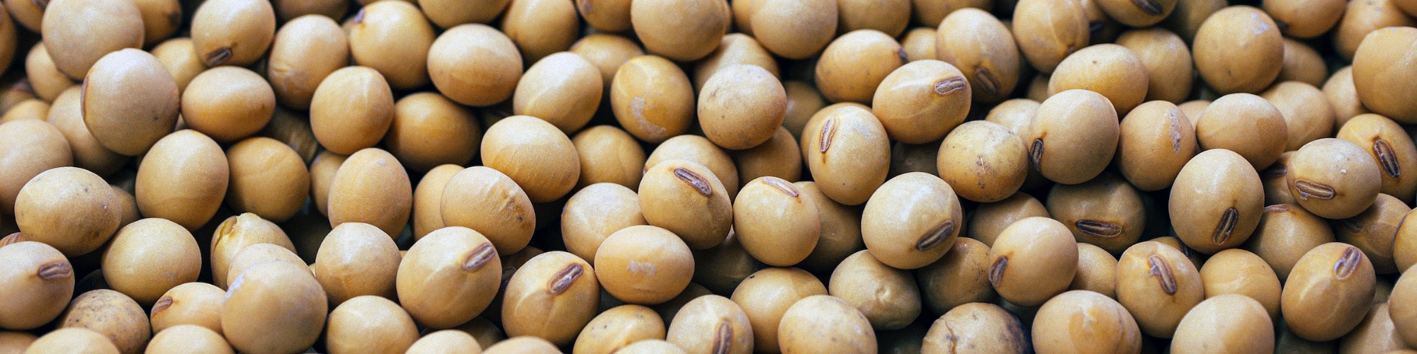 W39 Soybean Oil Update