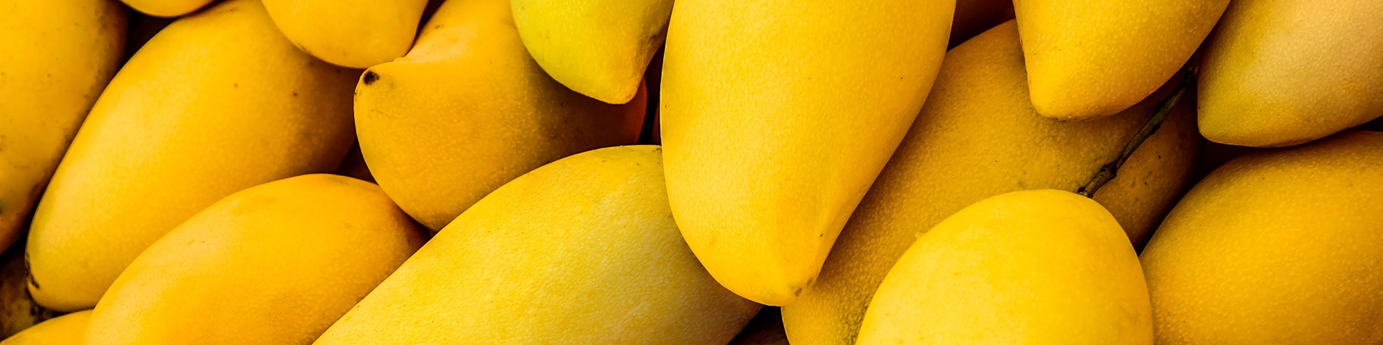 Harvest and Demand Updates for Mangoes The Philippines, South Africa, Mexico, India