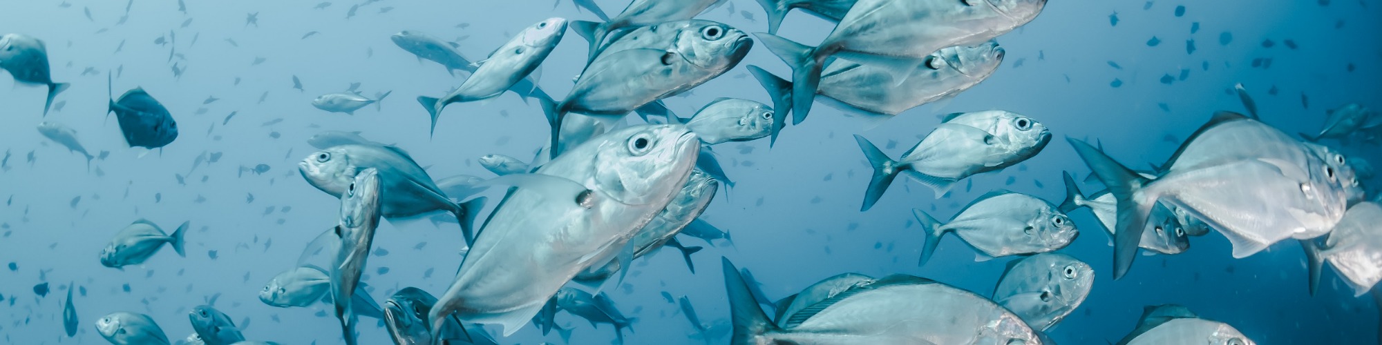 Japanese Import Volume of Frozen Whole BigEye Tuna Rose 7 YoY in