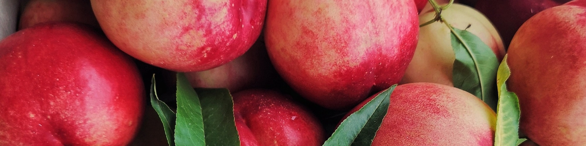 Adverse Weather Marked the Spanish 2021/22 Nectarine Season Tridge