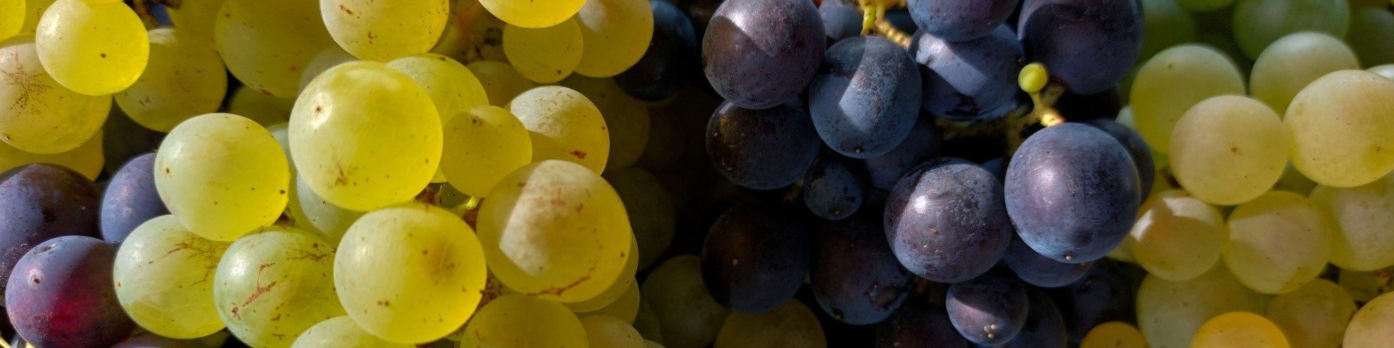 The Grape Season in Egypt Is Marked by Significant Shifts, Encouraging