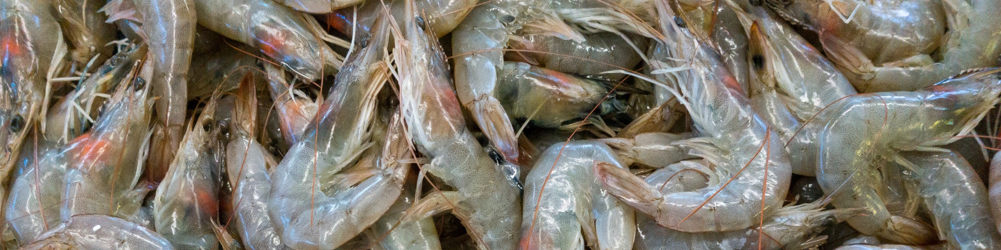 US Frozen Shrimp Imports Remain Subdued for Second Consecutive Month