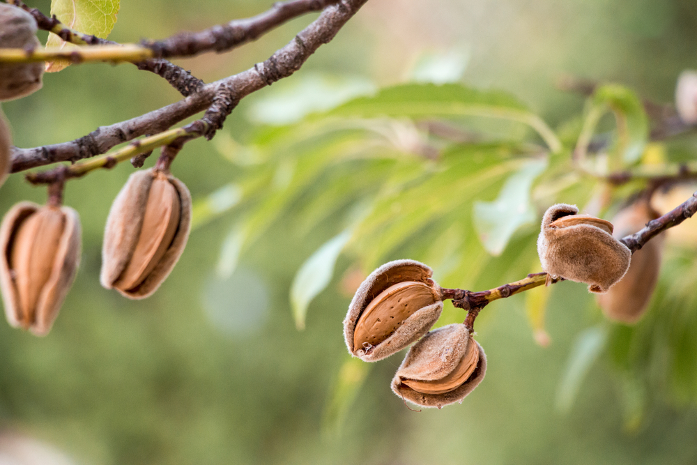Rising Demand in India Almond Market Continues to Grow despite Adverse