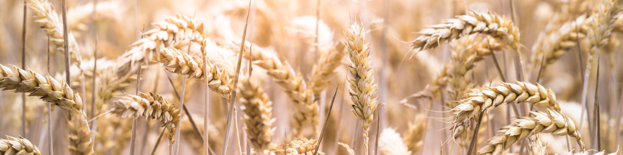 India’s Wheat Exports Are Booming Can It Continue? Tridge