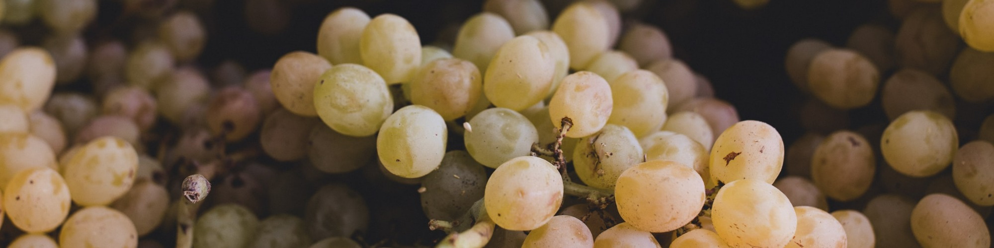The Rise in Egyptian Grape Production Boosts Expectations for Export Growth