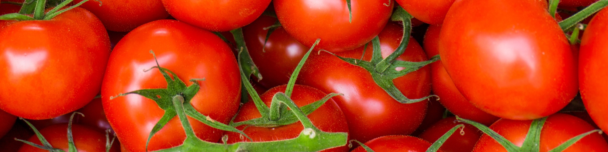 Japanese tomato importing season arrives Tridge