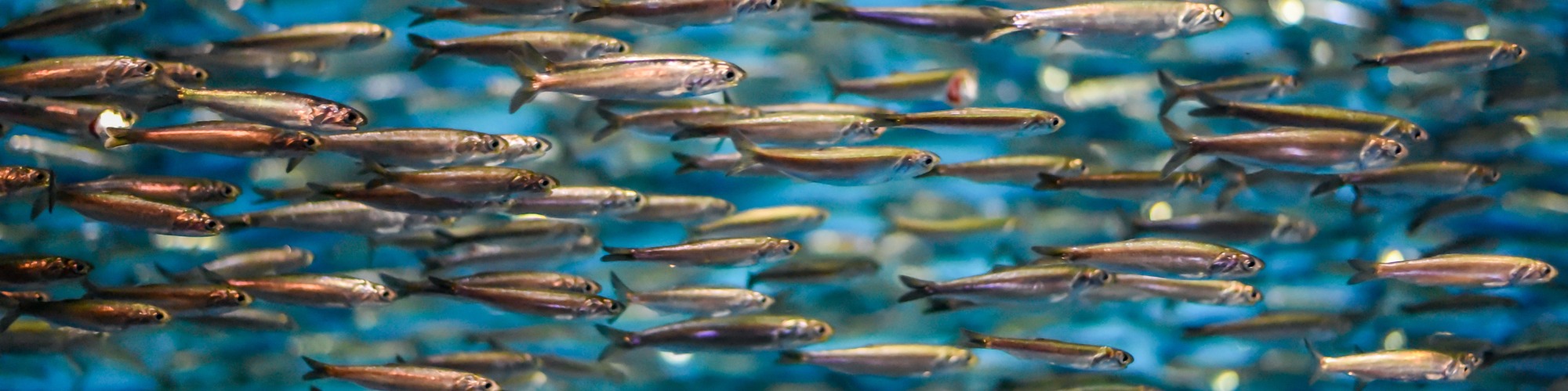 Peruvian anchovy catch to reach 5 million MT in 2021