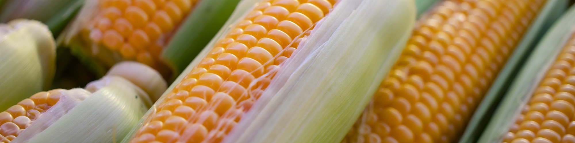 Argentinian Corn Industry Expanding Due to High Corn Demand
