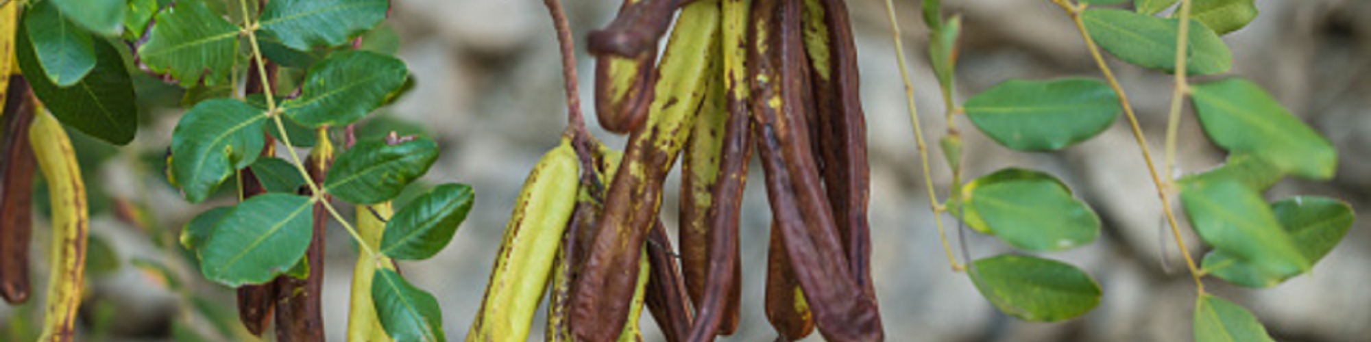 Portuguese carob prices soar on strong demand Tridge