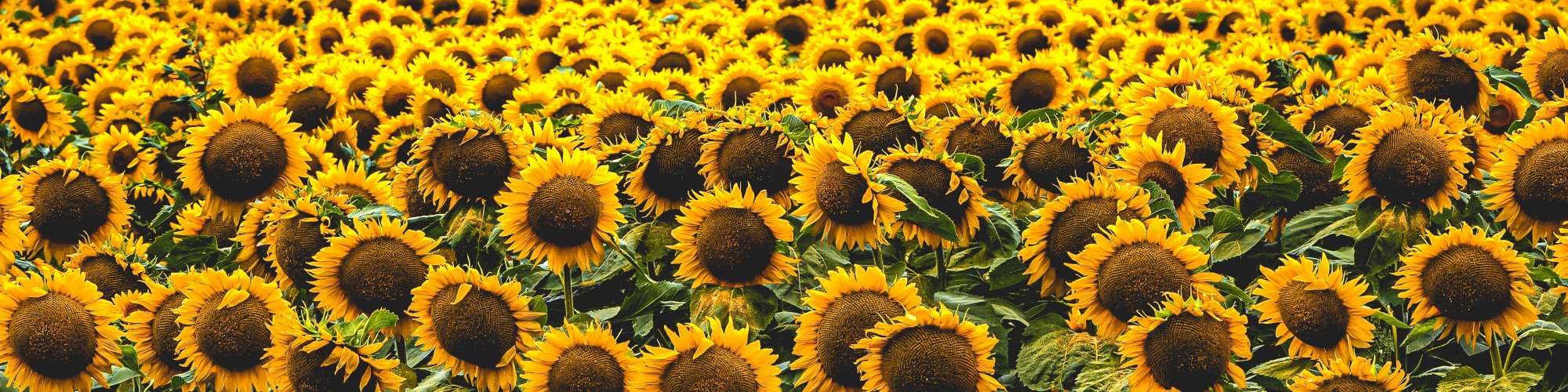 W51 Weekly Sunflower Update Tridge