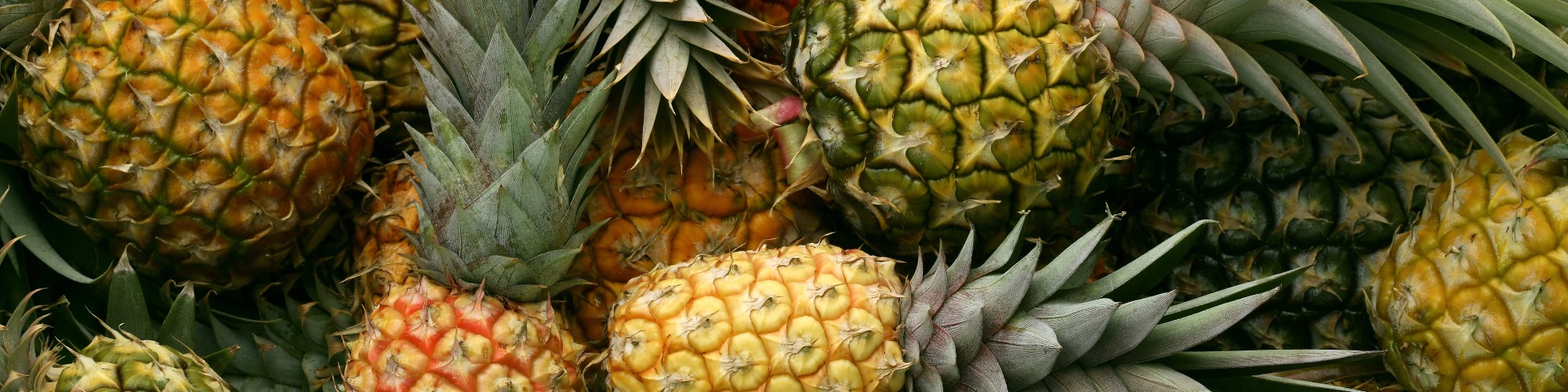Costa Rican Pineapples Continue to Experience a Sweet 2021 Tridge