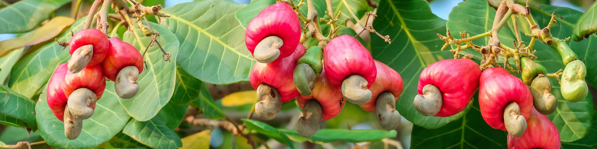 Ghanaian Government Aims to Increase Cashew Production in 2020 Tridge